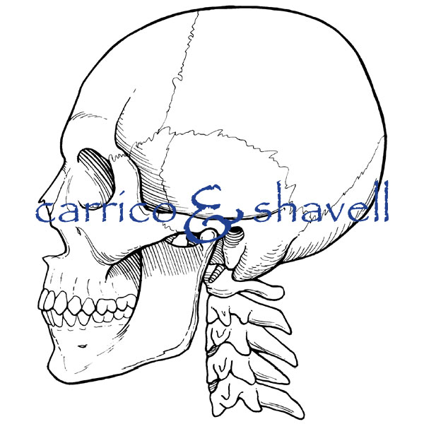 Skull and Cervical Vertebrae