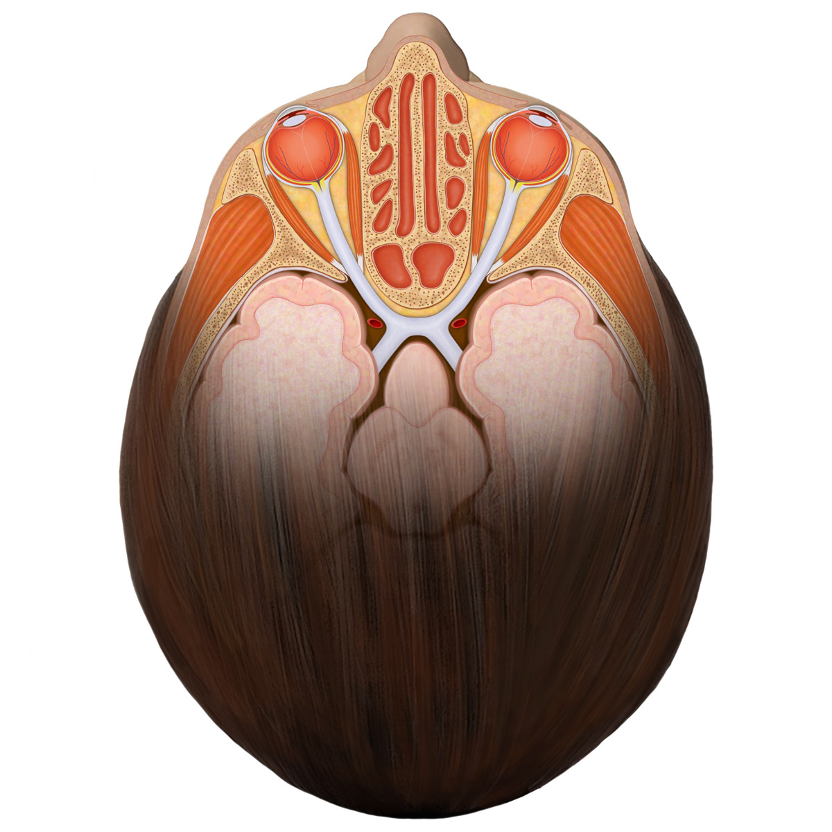 Brain, brainstem, eyes, optic nerves, optic chiasm, ethmoid sinuses
