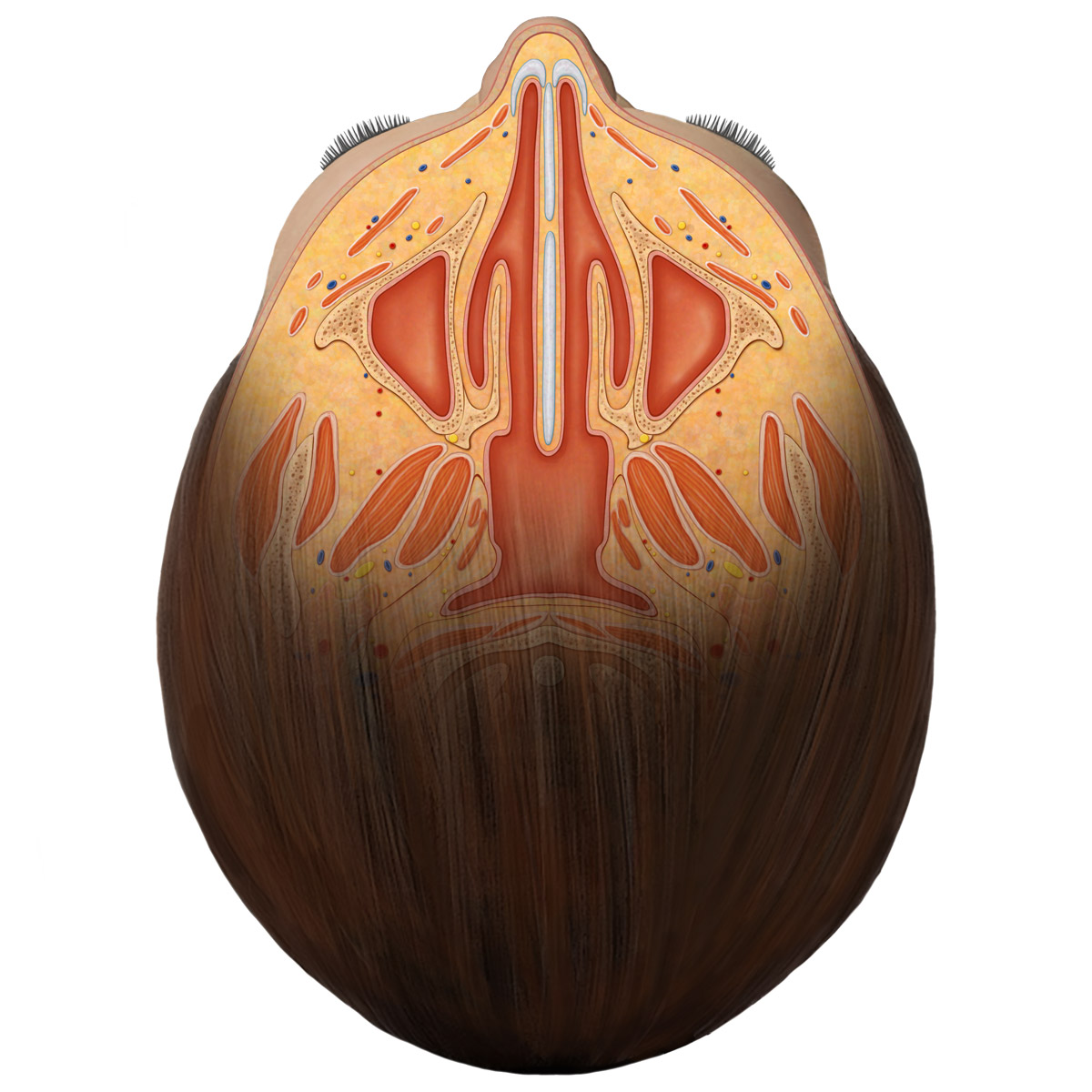 Nasal septum and maxillary sinuses.