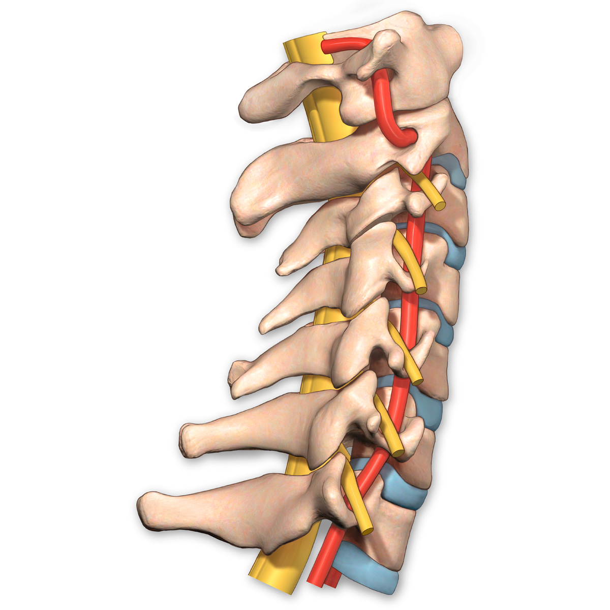 Skull and Cervical Spine