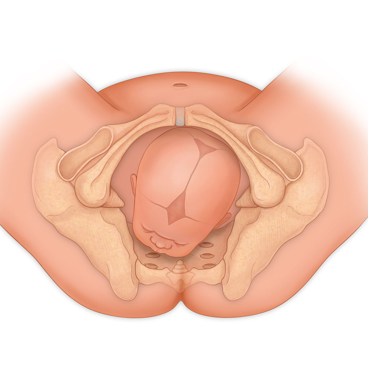 Left Occiput Anterior Presentation