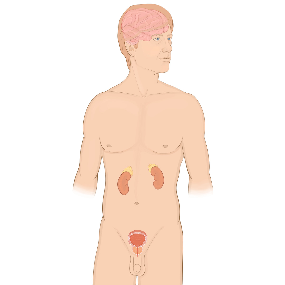 Male Endocrine System