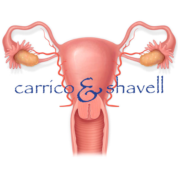 Anterior view of uterus, ovaries, fallopian tubes, broad ligament, ligament of ovary and uterine vessels.