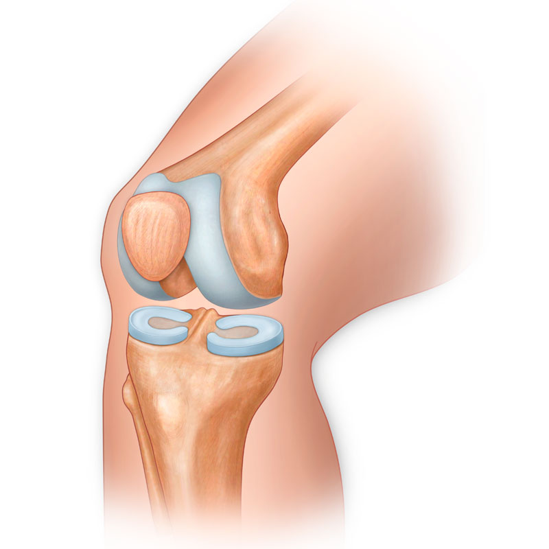 Knee Joint