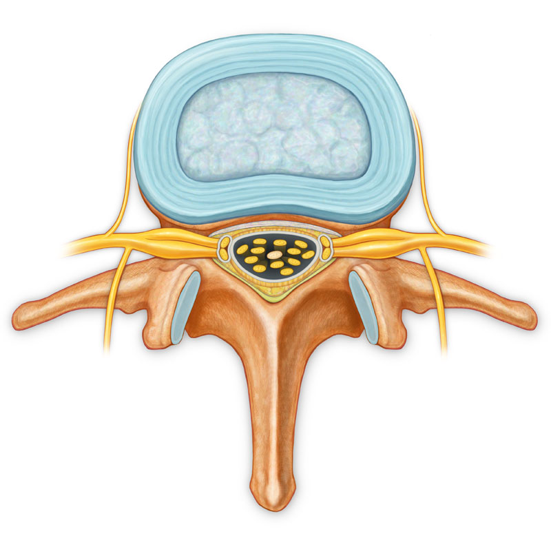 Lumbar Vertebrae