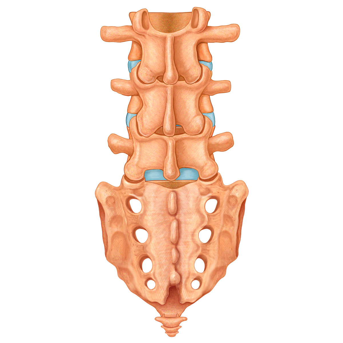 Lumbar Vertebrae, Discs, and Sacrum