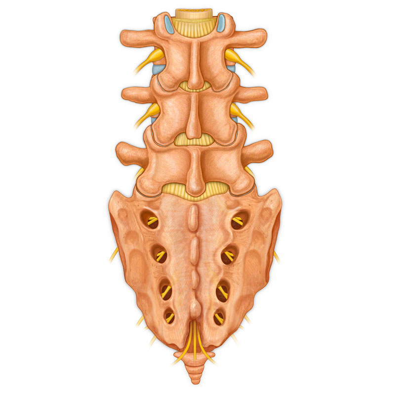 Lumbosacral Nerves