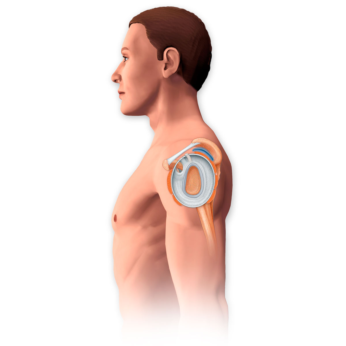 Rotator Cuff Muscles