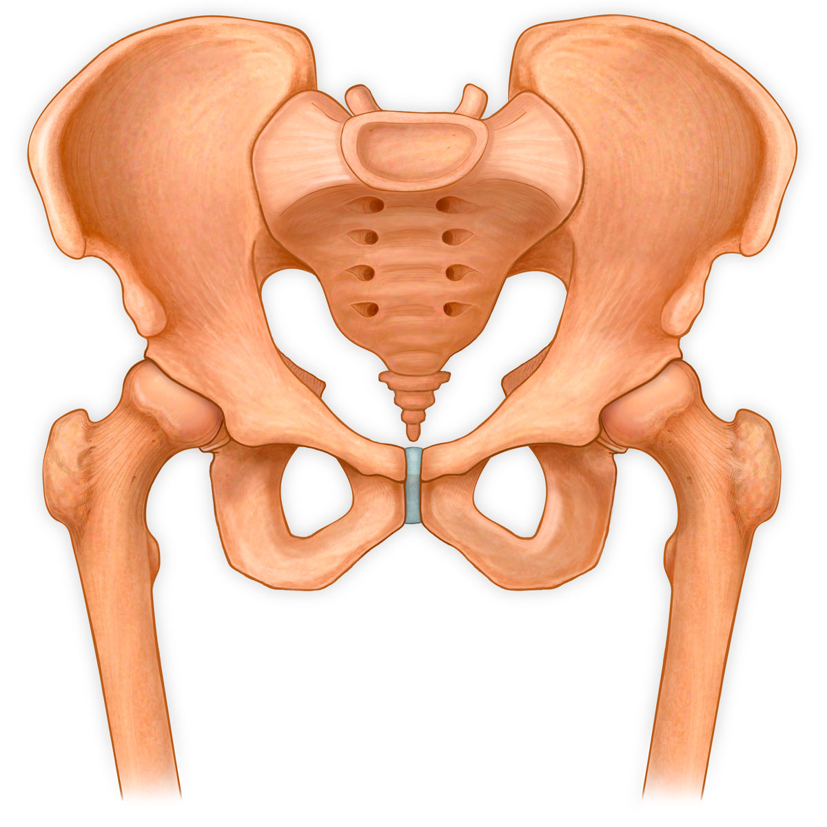Pelvis and Femurs