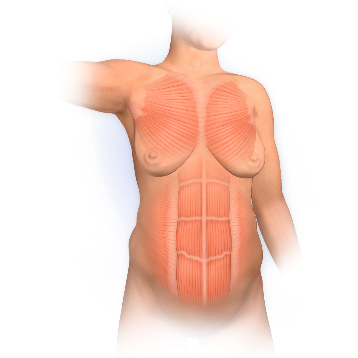 Abdominal Muscles