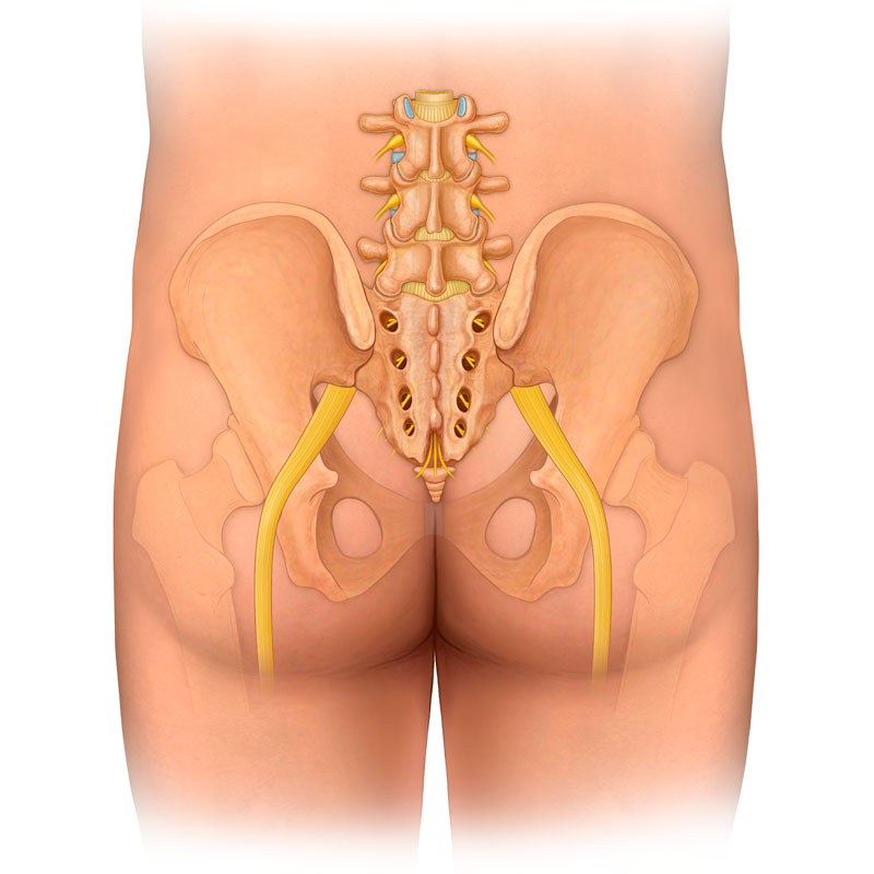 Sciatic Nerves