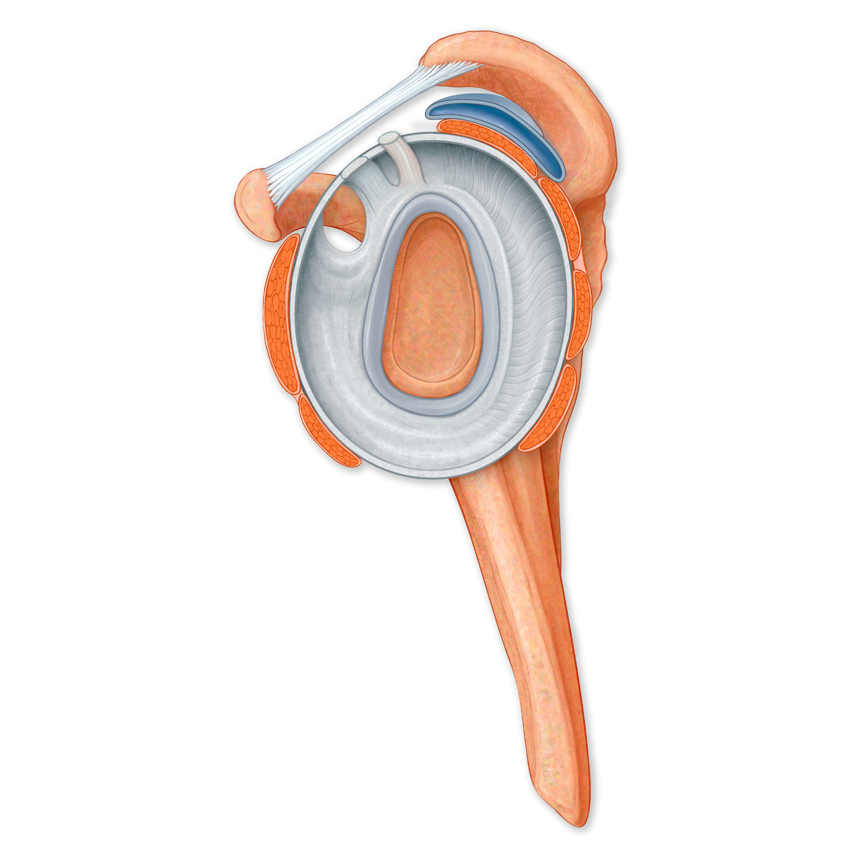Rotator Cuff