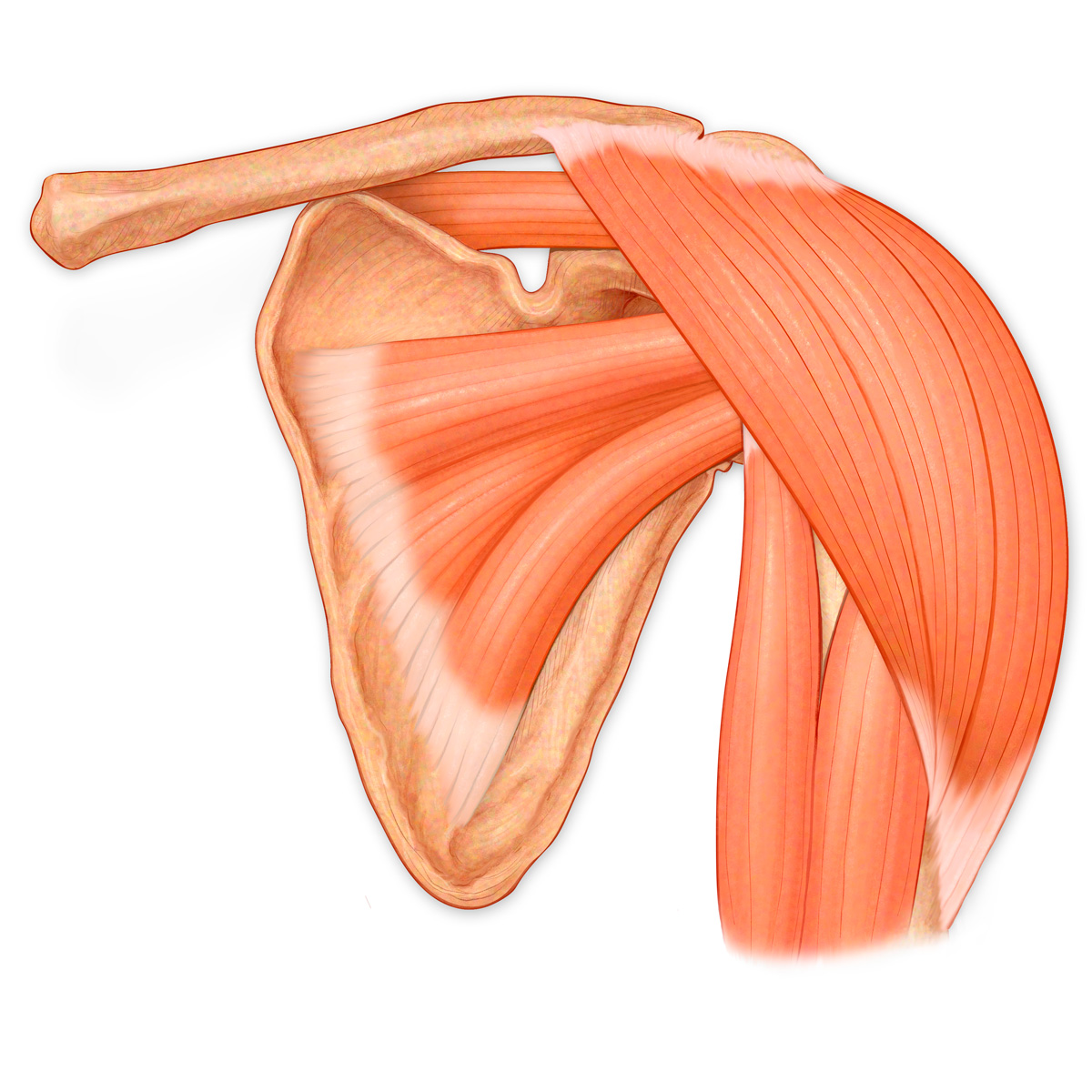 Shoulder Muscles