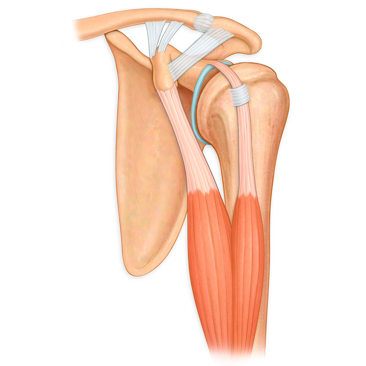 Biceps Muscle Origin Points