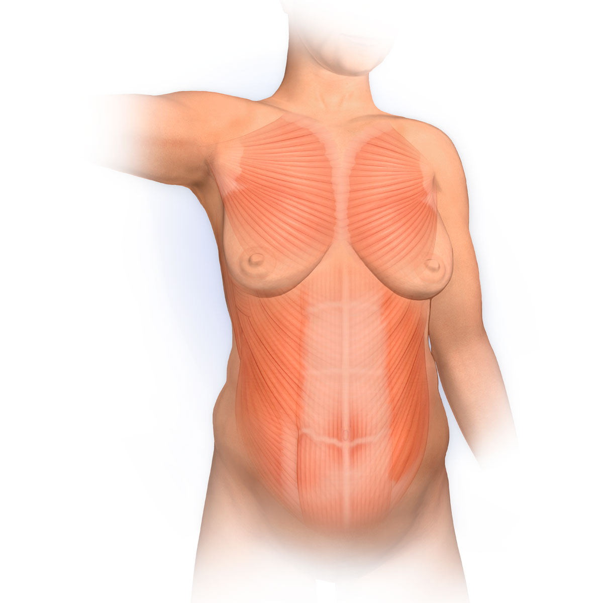 Abdominal Muscles