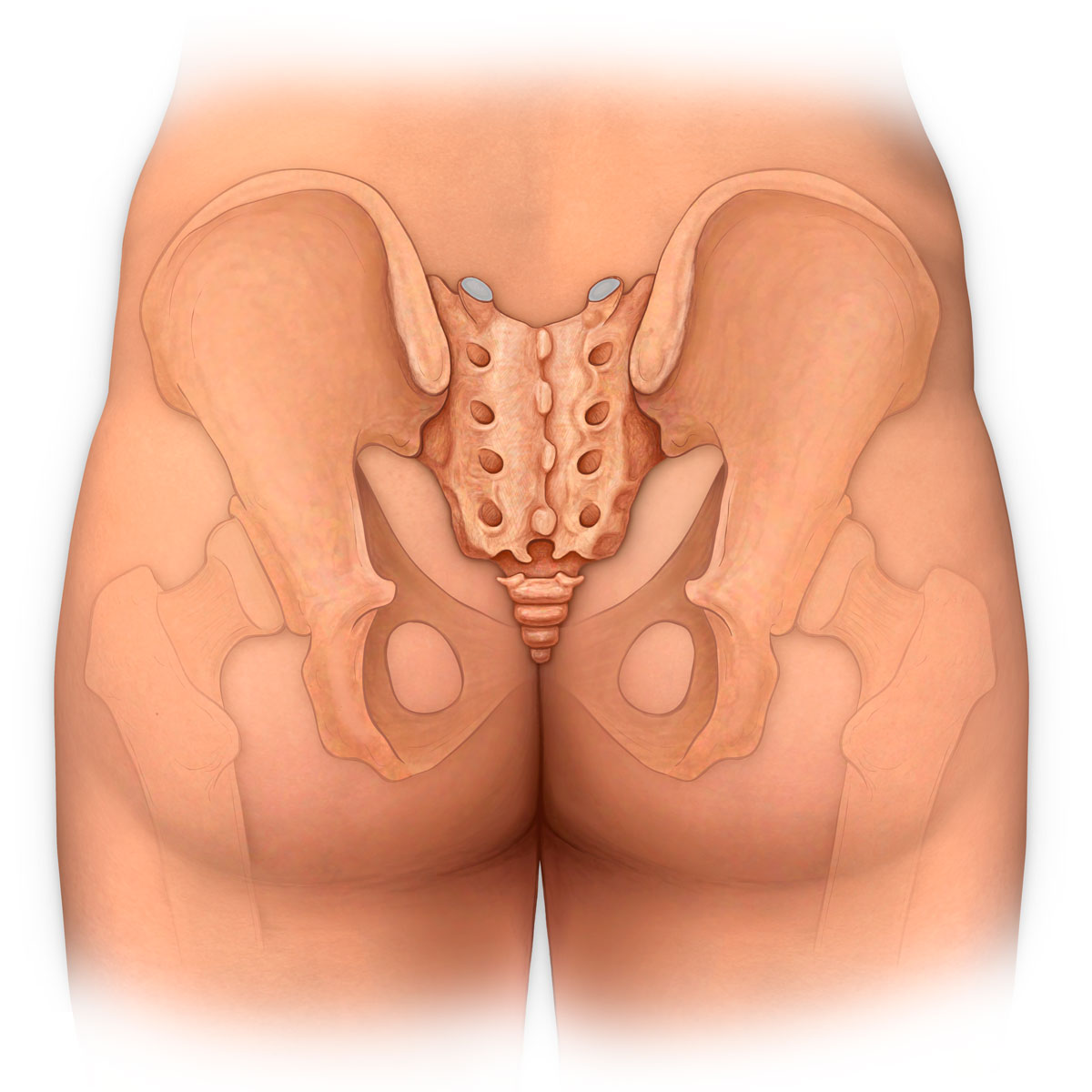 Pelvis and Hip