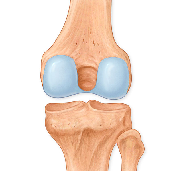 Posterior View of Knee