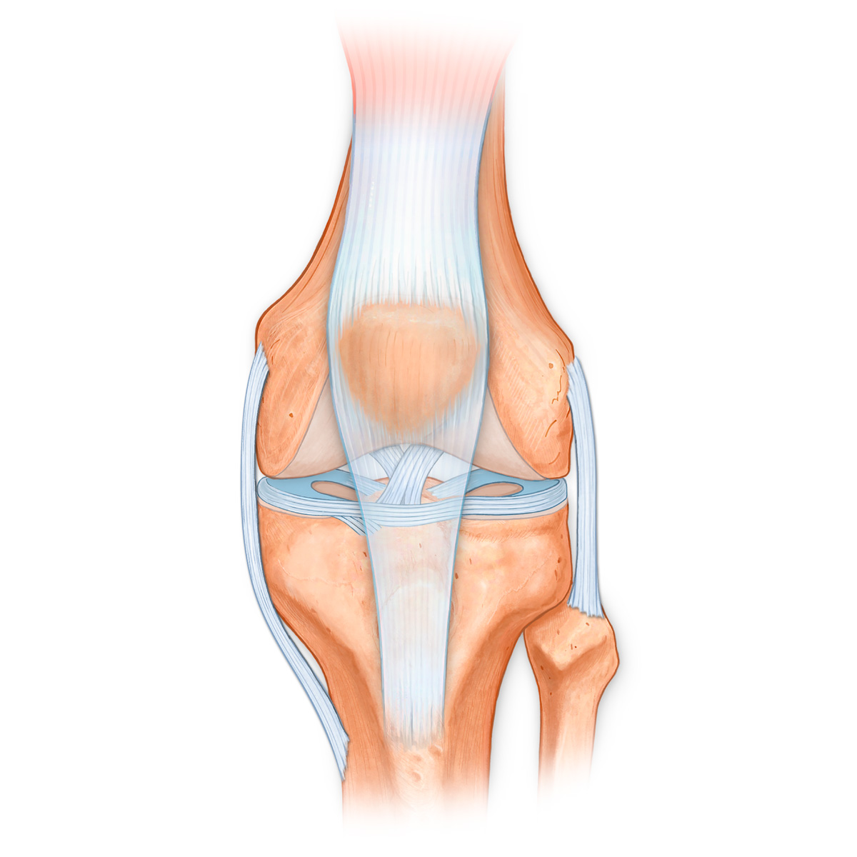 Knee Joint Tenons and Ligaments
