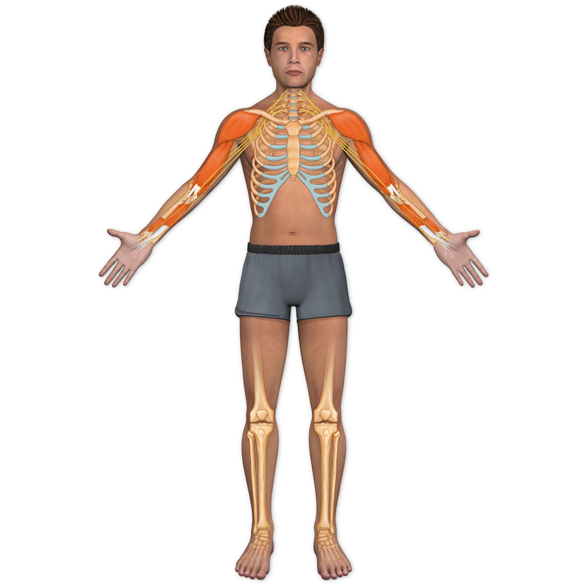 Anatomical Man