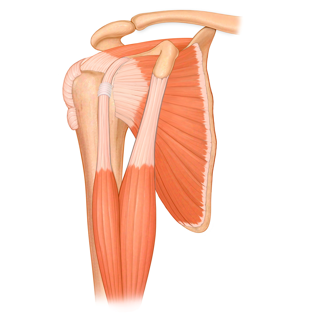 Rotator Cuff Muscles and Tendons
