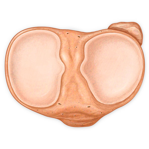 Tibia Articular Surface
