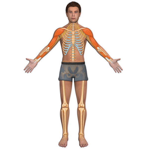Anatomical Man