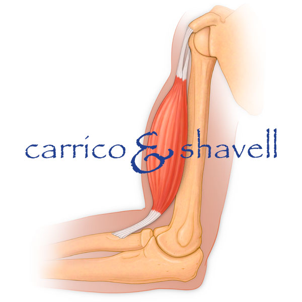 Knee Joint