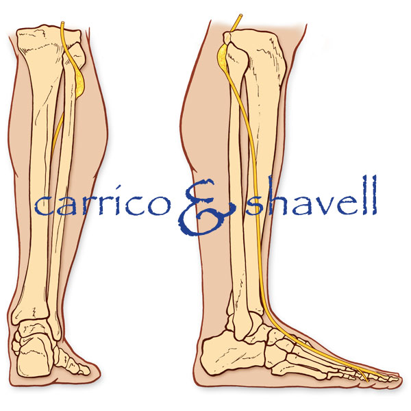 Knee Joint