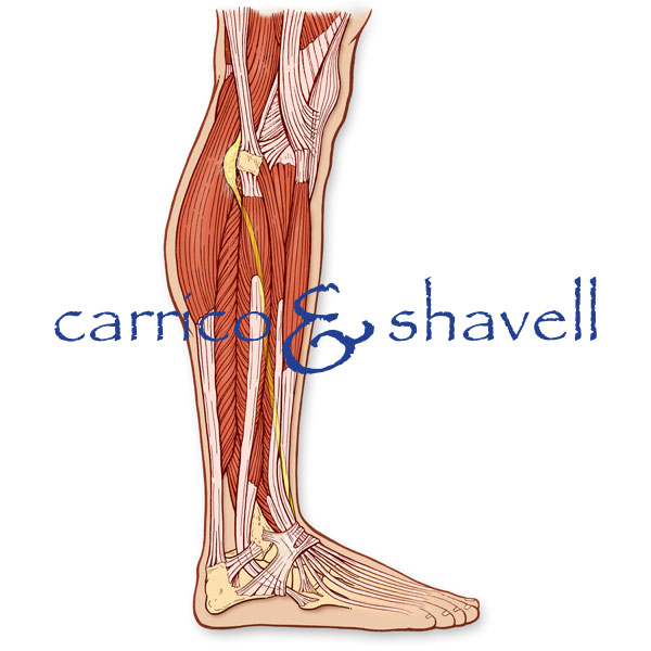 Knee Joint