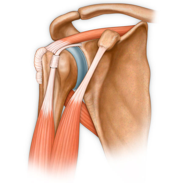 Shoulder Anatomy with Muscles