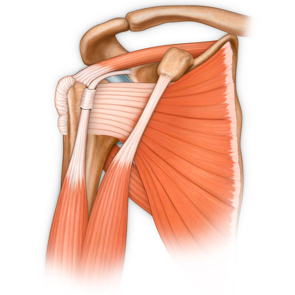 Anterior Shoulder Muscles