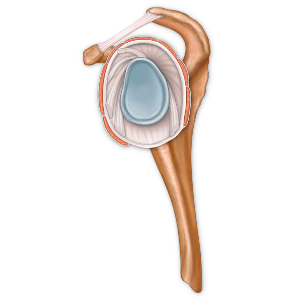 Rotator Cuff Anatomy