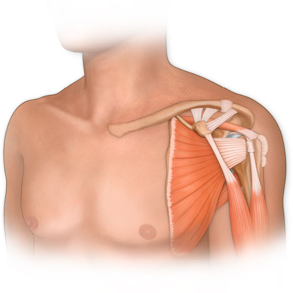 Shoulder Anatomy