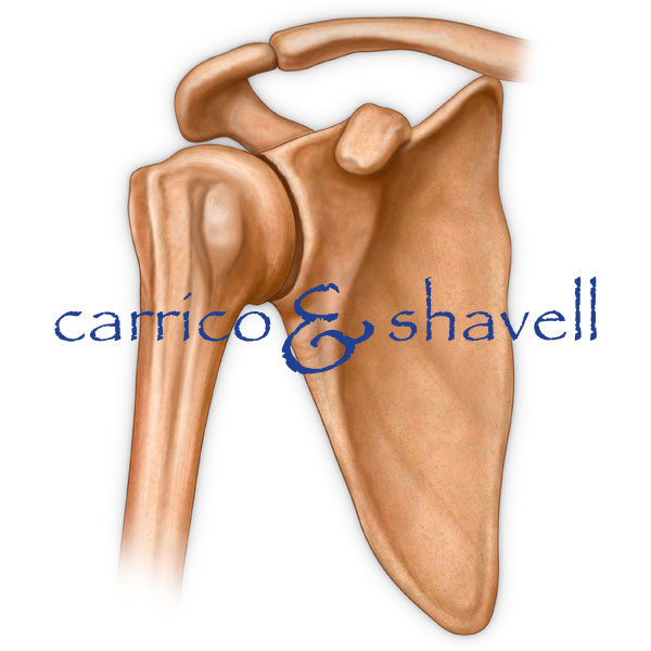 Bones of the Shoulder