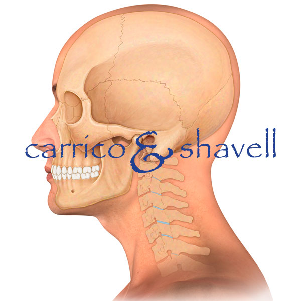 Skull and Cervical Spine