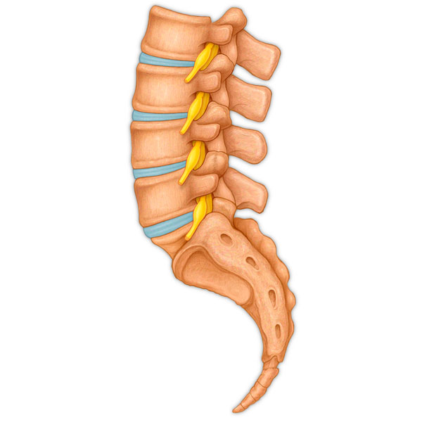 Lateral View Lumbar Spine with Nerves