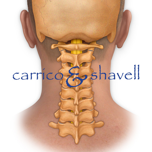 Cervical Vertebrae
