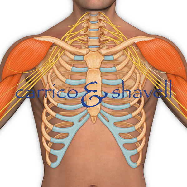 Brachial Plexus
