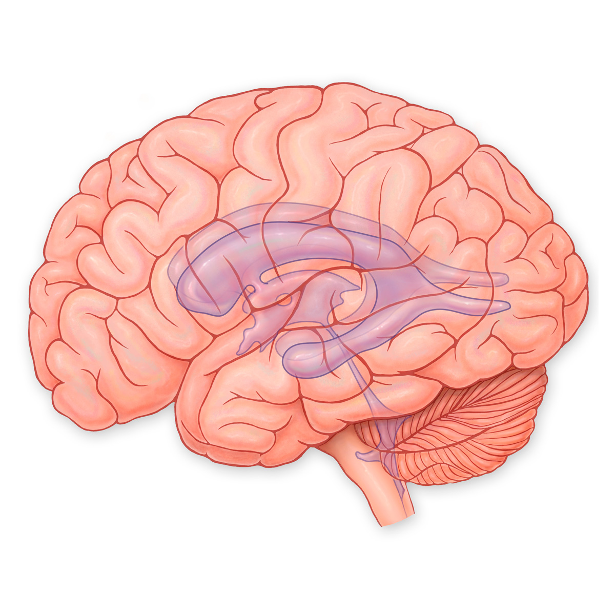 Ventricles of the Brain