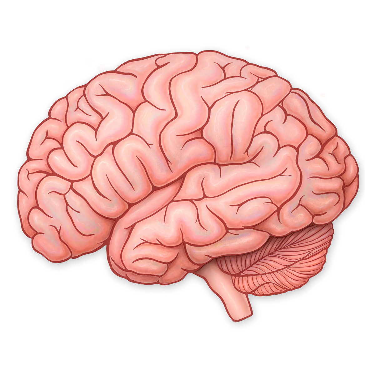 Brain - Lateral View