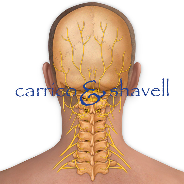 Cervical & Occipital Nerves