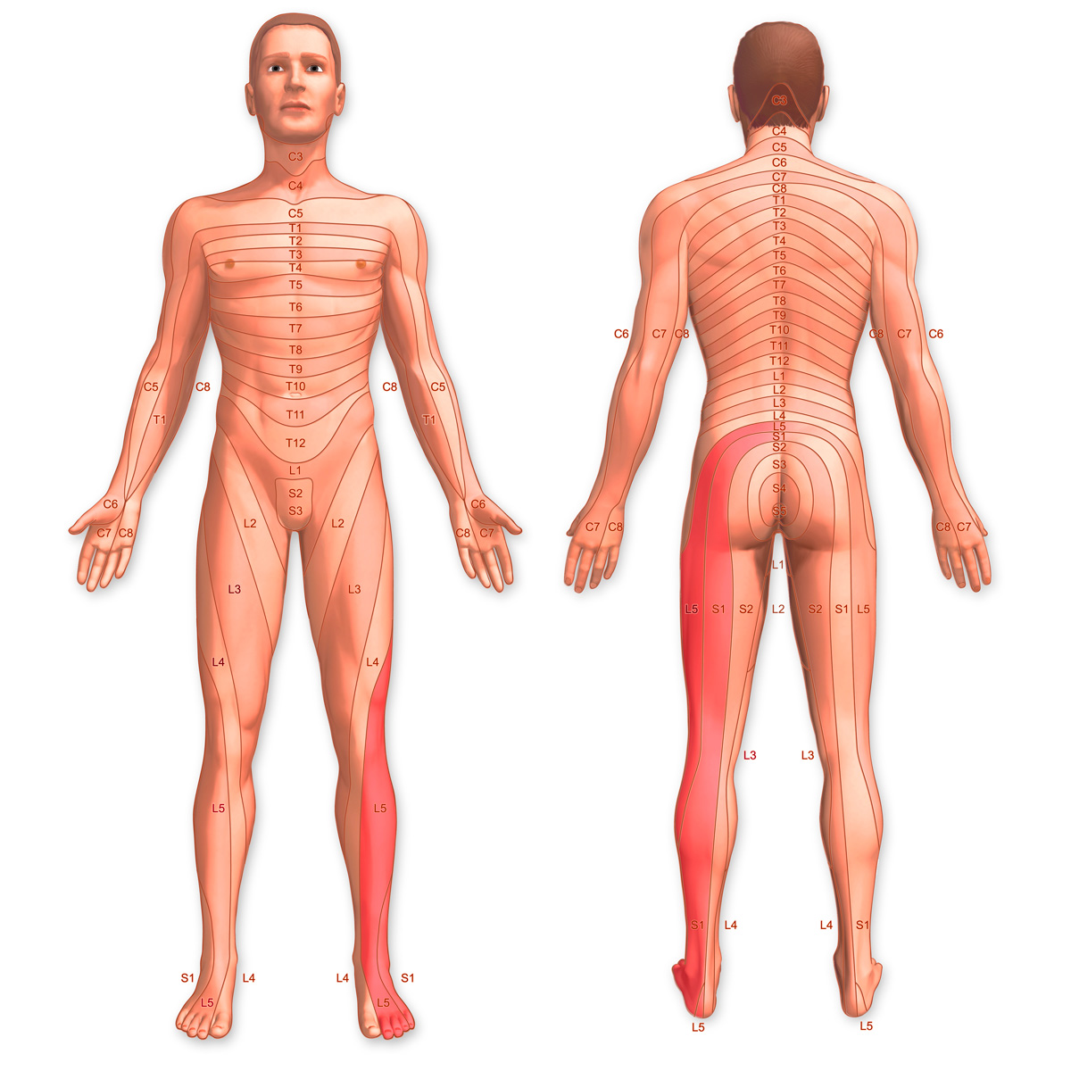 Dermatomes