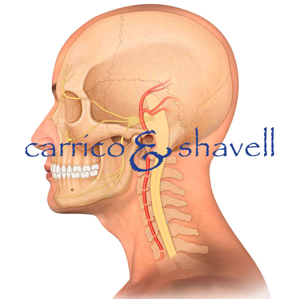 Skull and Cervical Spine