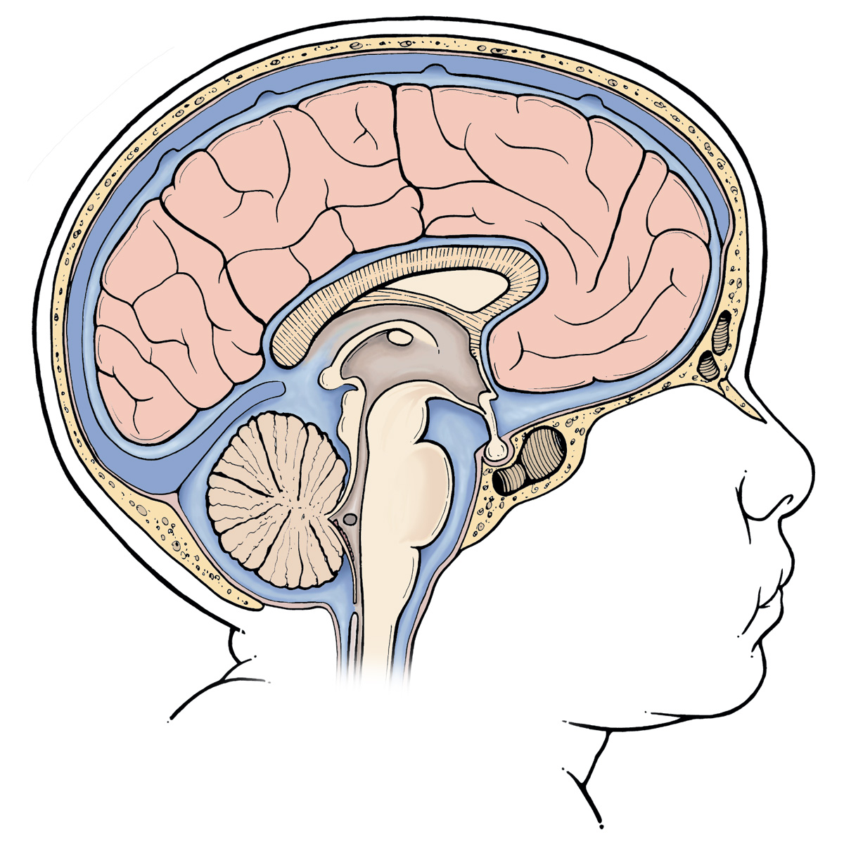 Infant's Brain