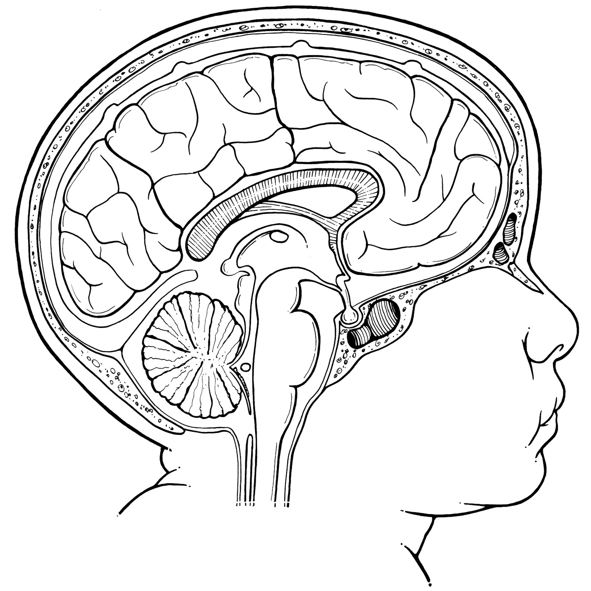 Infant's Brain
