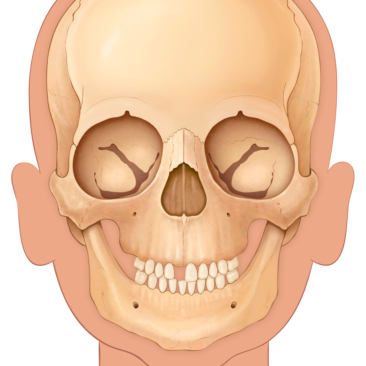 Pediatric Skull